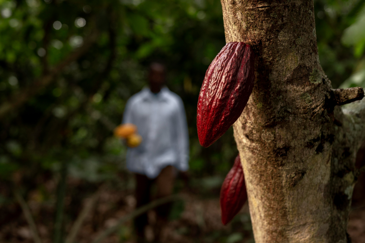 Coopérative Agricole ID-COCOA